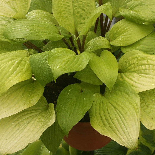 Hosta Designer Genes, Gold Plantain lily, Plantain Lily 'Designer Genes', Shade perennials, Plants for shade, Yellow Hosta